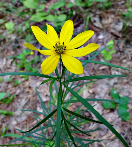 {Coreopsis delphiniifolia}